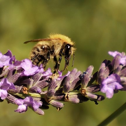 wild-bee-3546207_640