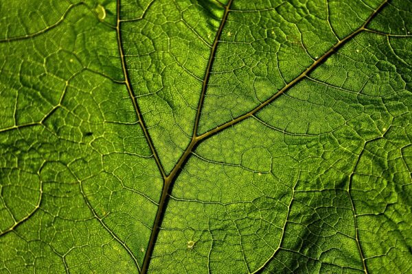 butterbur-3469942_1920 butterbur-3469942_1920