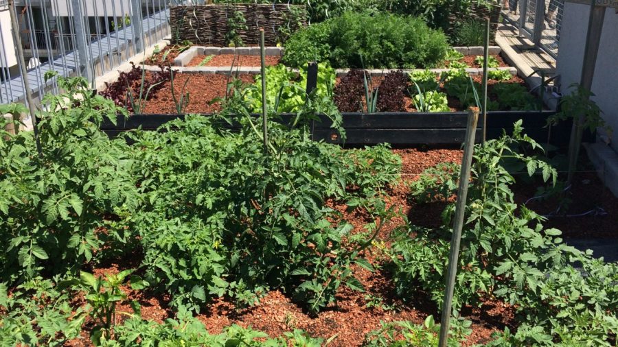 urban gardening am Dach 