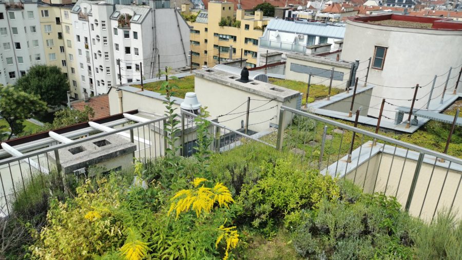 Dachgarten GRÜNSTATTGRAU (extensiv)