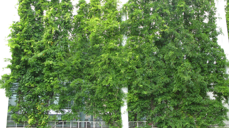 Ansicht Begrünung (c) Jürgen Preiss