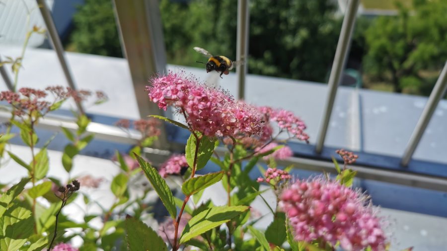 Dachgarten GRÜNSTATTGRAU - Hummel