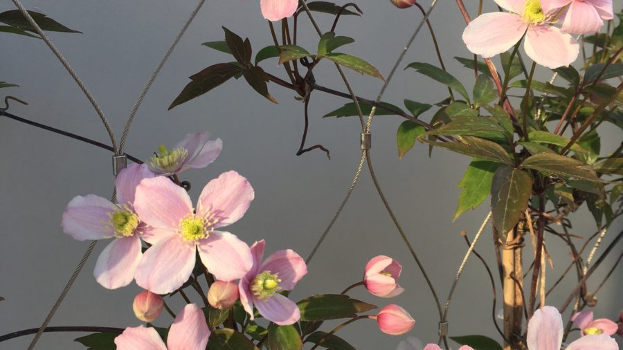 Clematis in voller Blüte