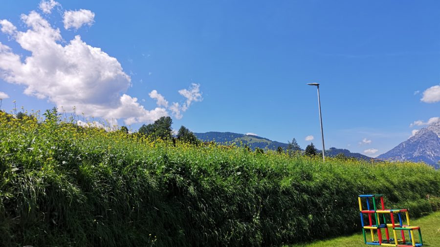 Begrünung nach 6 Wochen
