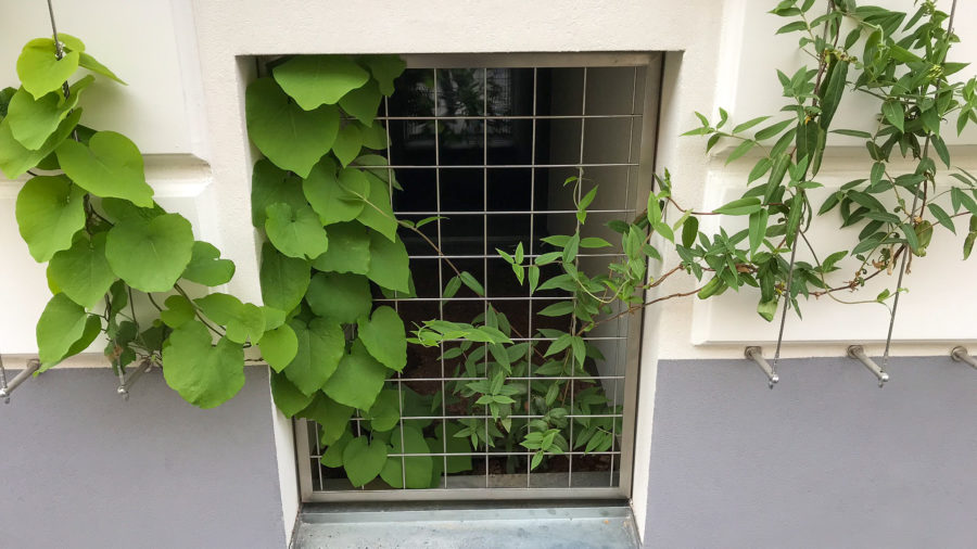 Projekt LA VERDE VITA, Römergasse 59, 1160 Wien