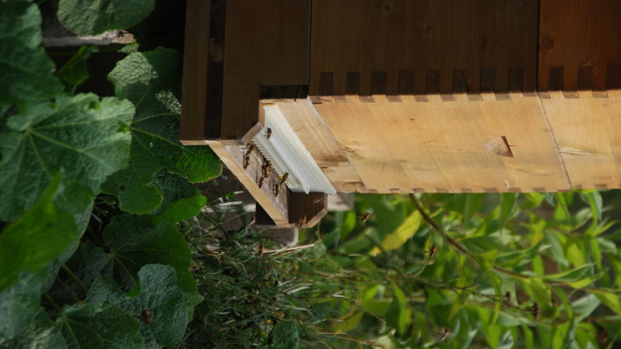 Der Bienenstock