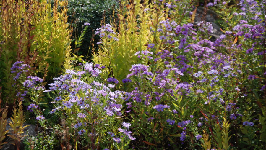 herbstliches Staudenbeet