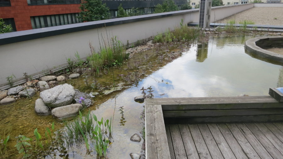 Der Teich