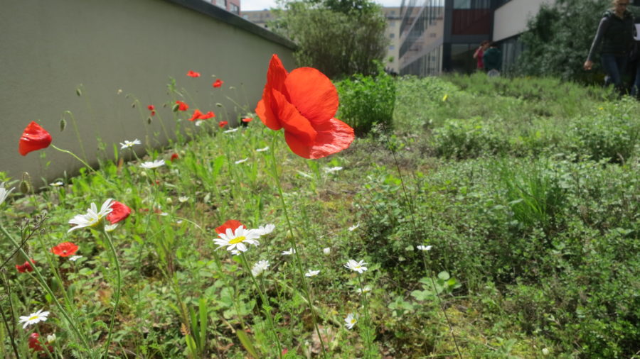 Biodiversität am Dach 