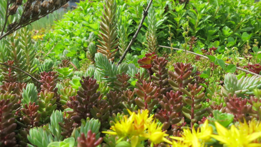 Sedum-Arten
