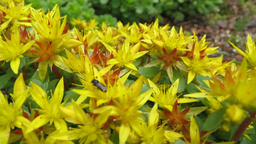 Blüten von Sedum 'Weihenstephaner Gold'
