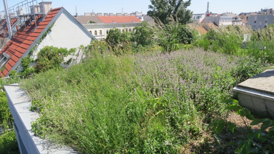 Dachgarten (c) B.R.O.T. Haus Hernals