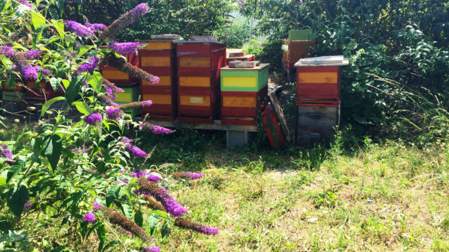 LaaerBergBauerInnen - Urbane Bienenzone