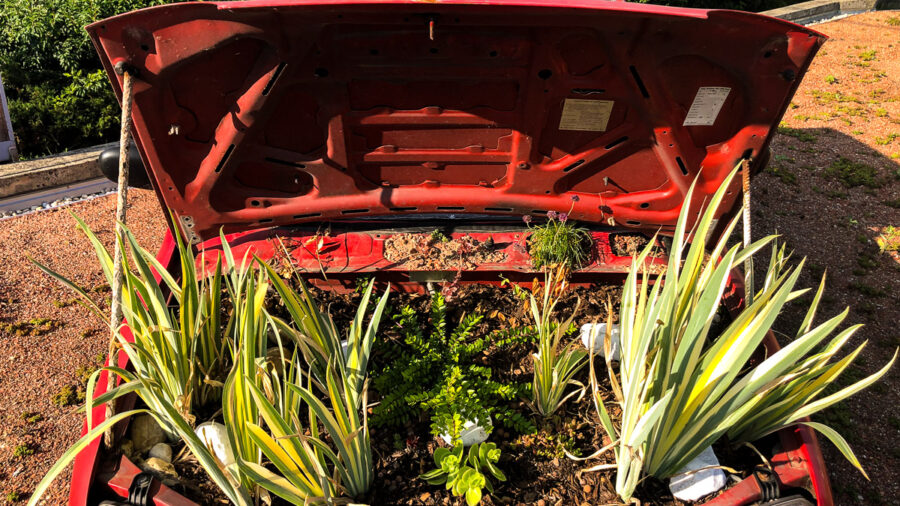 Begrüntes Auto (C) Baumfirma Grassl GmbH