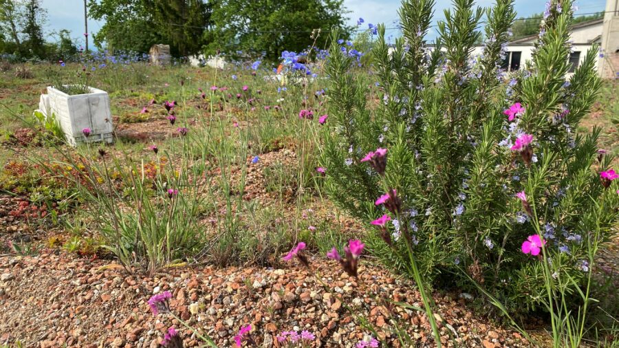 Biodiversitätsdach in Blüte Mai 2021 (C) Baumfirma Grassl GmbH