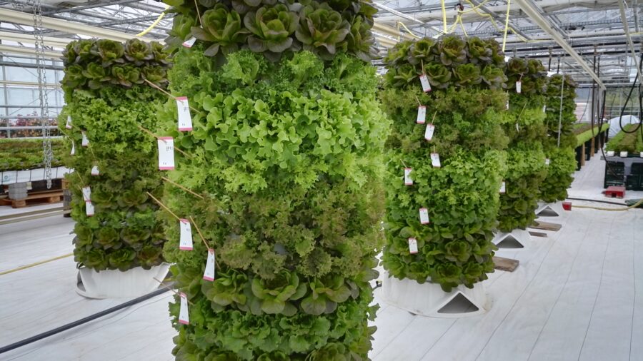 Vertical Barrel - LVG Trials Lettuce