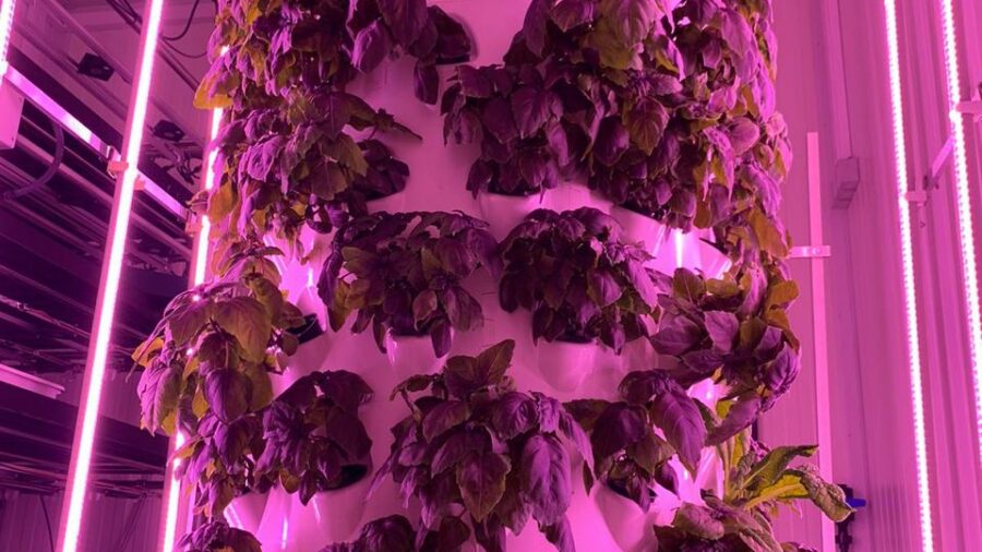 Vertical Barrel - Basil
