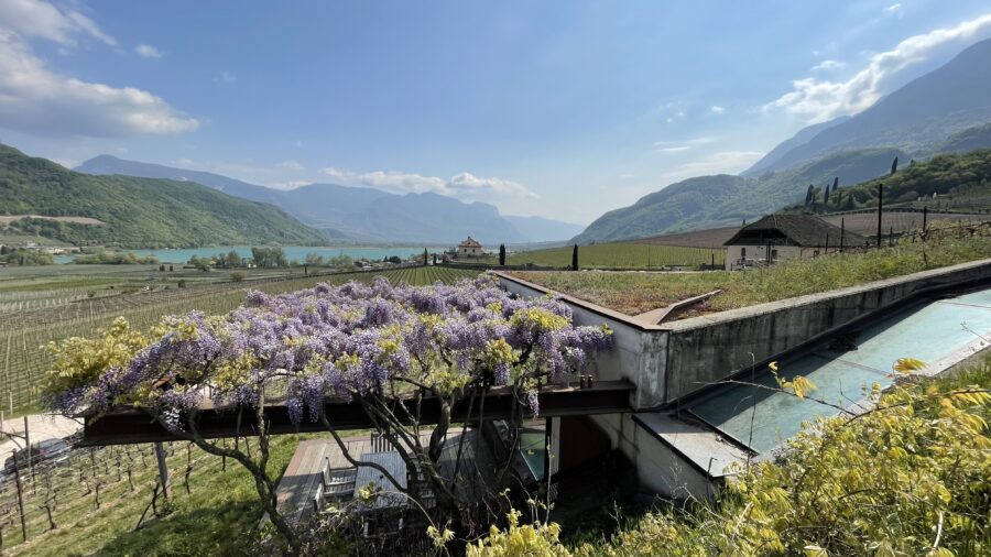 Wisteria in voller Blüte