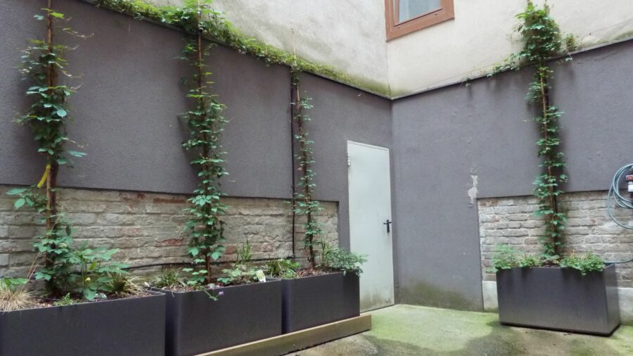 PeTER Grünfassade, 1160 Wien (Quelle: Julia Beck, tatwort Nachhaltige Projekte GmbH)
