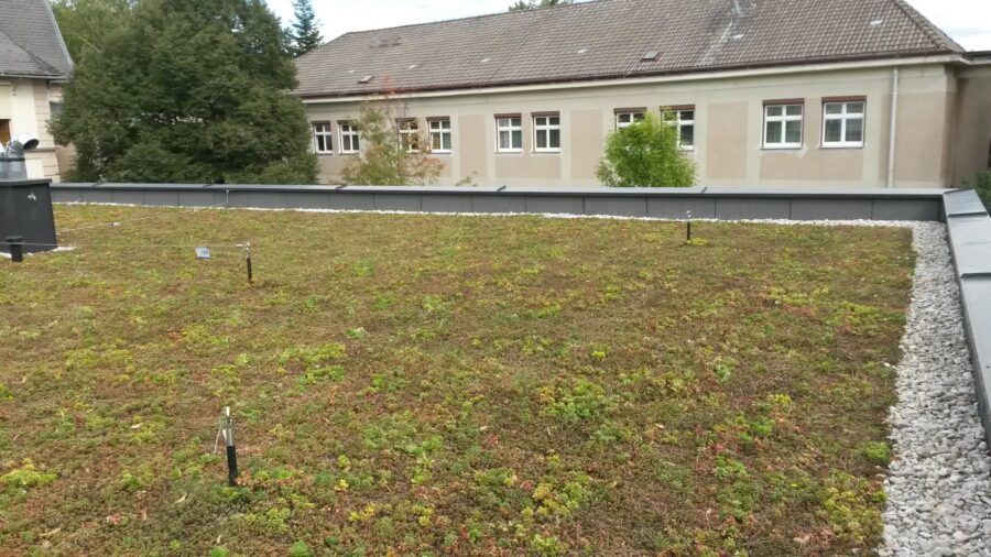 Extensivgründach